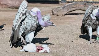 Download Lagu International Vulture Awareness Day 2023 MP3