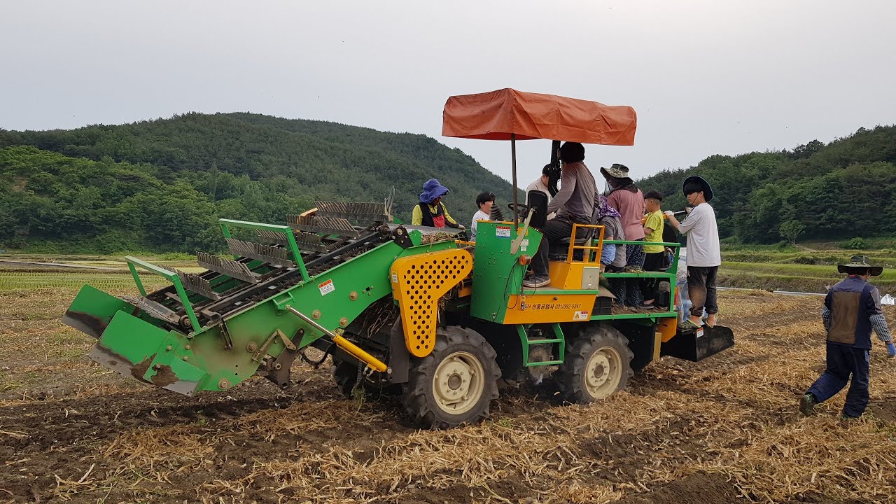 합천군 농기계대여은행 동력수확기 마늘수확작업 현장