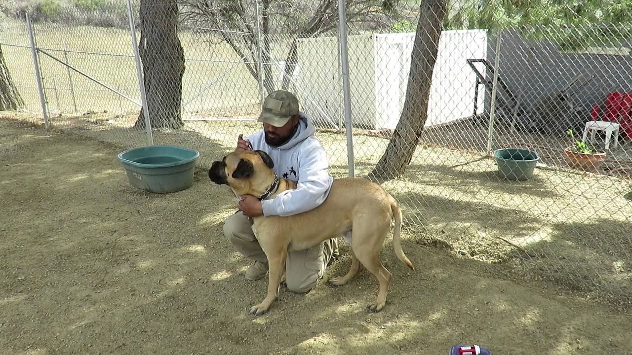Cleaning Your Bullmastiff's Ears YouTube