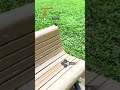 日本ハイラルで捕獲!? #ゼルダの伝説 #totk #ティアキン #ゼルダの伝説ティアーズオブザキングダム #ハイラル #zelda #nintendoswitch #shorts