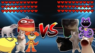 Oi Oi Oi team vs All Cats! Meme battle Resimi