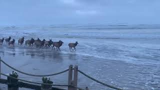 Elk herd on the beach - Oregon