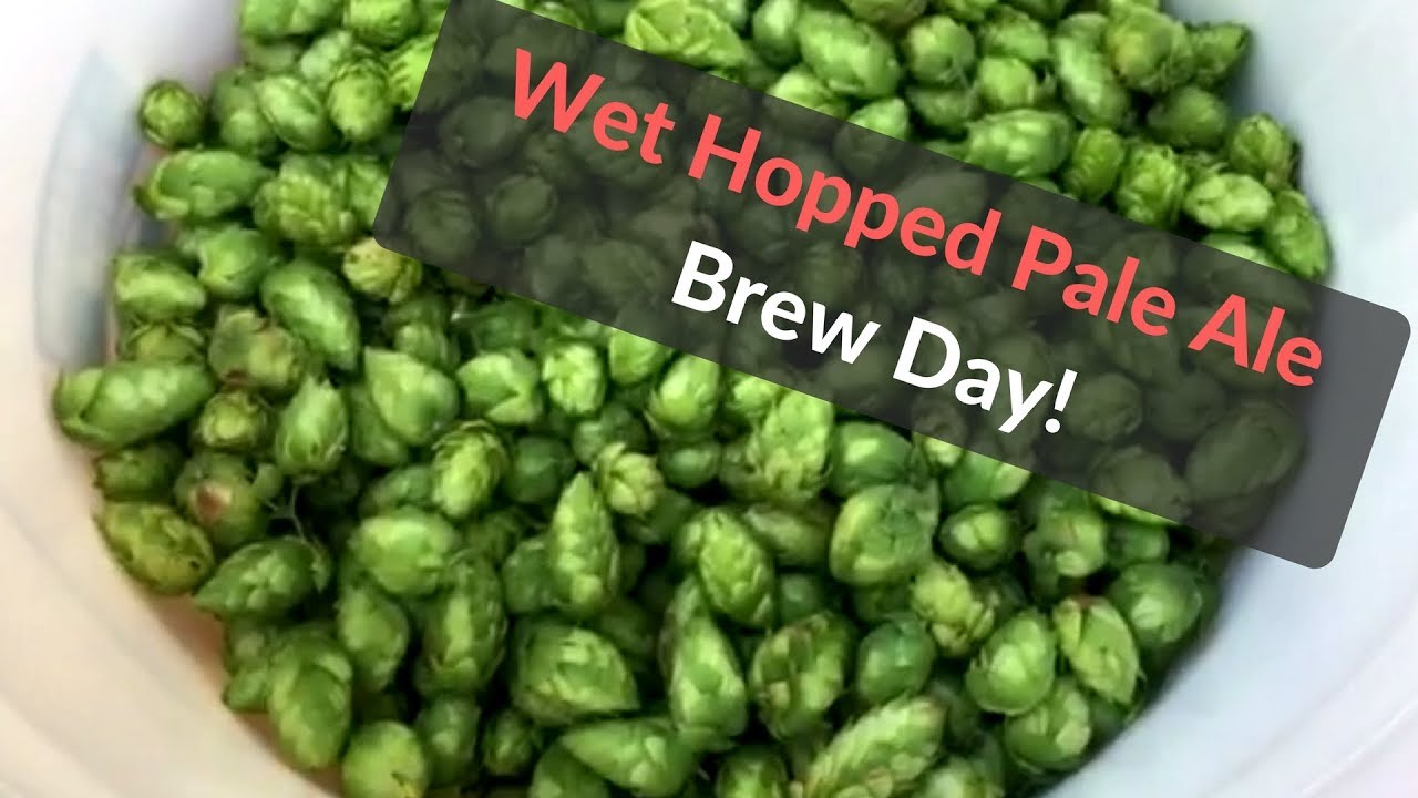 Wet Hopped Pale Ale Brew Day! YouTube