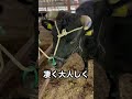 こうふく君がお肉になるまで【最終日part1】〜予約販売受付中〜