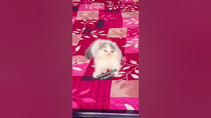 Video 11779431: persiancat persians, persiancat cat cutecat kitten