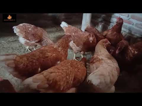 Video: Bagaimana cara mengetahui kapan pullet akan mulai bertelur?