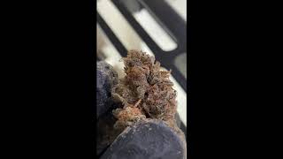 Animal Mints - Seedjunky Jbeezy | Premium indor Cannabis
