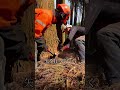 林業歴10年の伐採!! #田舎暮らし #林業 #自然 #forest #伐採 #木 #wood #チェンソーマン #仕事 #job #work