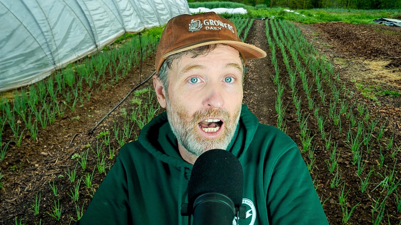 When Your Straw Came with Seeds + Cover Cropping Raised Beds