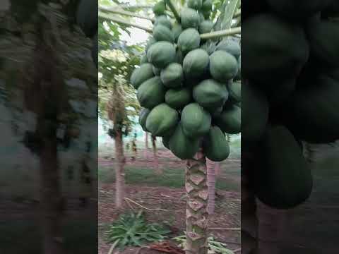 أول مرة في تونس شجرة الباباي