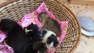 УЮТНЫЙ ЯСЛИ - УГОЛОК КОТЯТ, НАМ 2 НЕДЕЛИ ЗНАКОМИМСЯ ПОБЛИЖЕ. УЮТНЫЙ ЯСЛИ - УГОЛОК КОТЯТ, НАМ 2 НЕДЕЛИ ЗНАКОМИМСЯ ПОБЛИЖЕ.