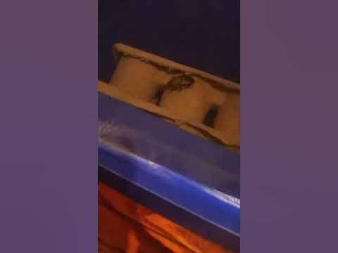 Dubia roach egg sack - YouTube