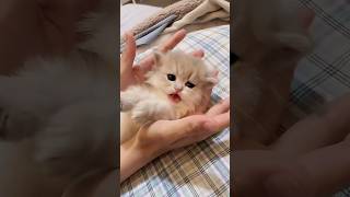 Cutest Kitten Compilation Ever! 🐾 Baby Cats Doing Funny Things 🥰