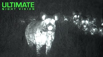 Is Calling Hogs a Myth? Definitive Proof Using Thermal Imaging