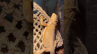 Pancakes new net (and her being cute) #pancake #beardeddragon #beardie