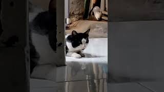 Kucing ku diapelin bujang #kucing #kucinglucu #catcat