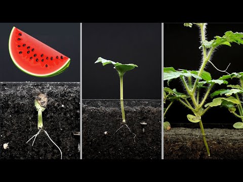 Vídeo: Com Cultivar Un Cogombre De Les Antilles - Anguria (Cucumis Anguria) Al Jardí