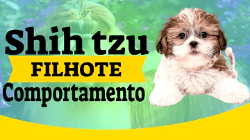 Como um Shih Tzu se comporta?