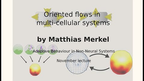 AdaBioSys Lectures - Oriented flows in multi-cellular systems by Matthias Merkel