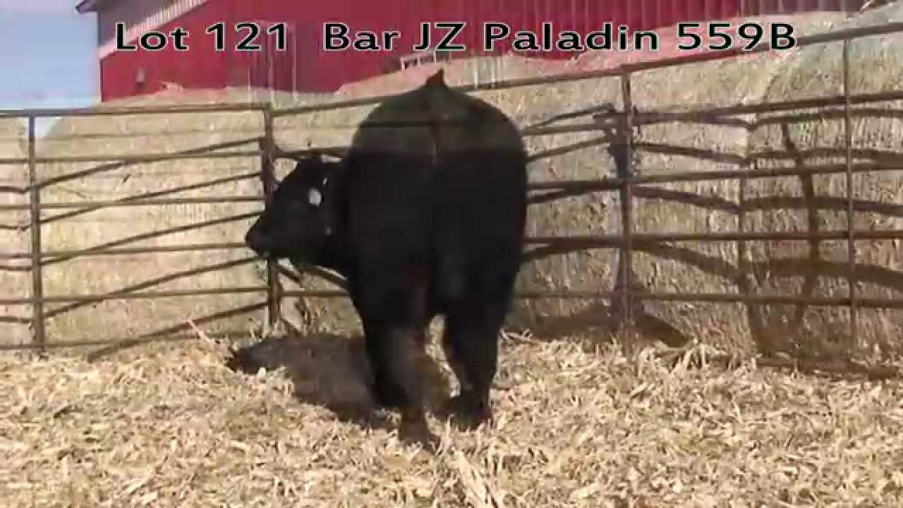 Lot 121 Bar JZ Paladin 559B