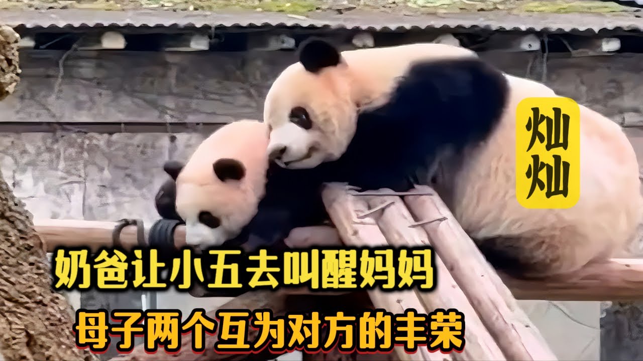 奶爸让莽小五去叫醒莽仔妈妈，母子两个互为对方的丰荣