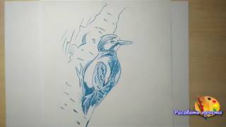 Учимся рисовать любую птицу за 5 минут(наброски,скетчи)