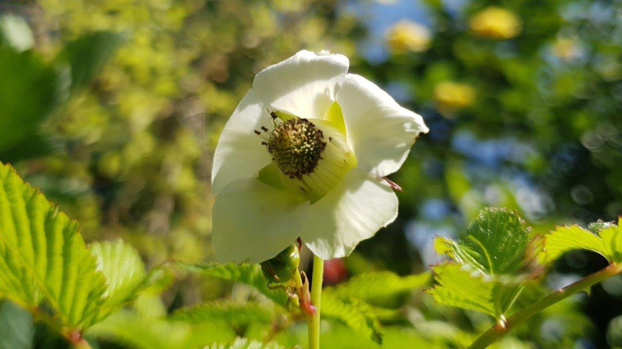 The first beautiful Balloon Berry blossom has bloomed.