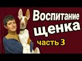 Воспитание щенка.Цирковая дрессировка собаки.Трюки/Circus Puppy Training .Tricks/