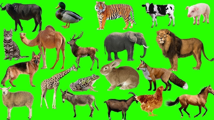 It uslubidagi emizuvchi surat