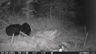 photography of black bear on hunting camera#canada#quebec #blackbear#hunting2024