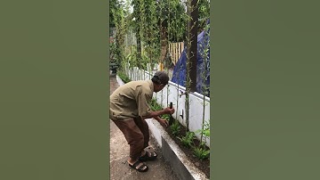 Trồng dãy trúc quân tử, phủ dương xỉ dưới chân #canhphong #trunquecanhphong #trangtraicanhphong