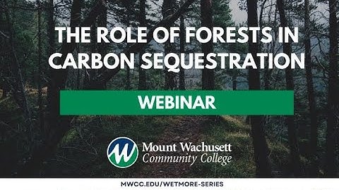 The Role of Forests in Carbon Sequestration - A Wetmore Center Webinar