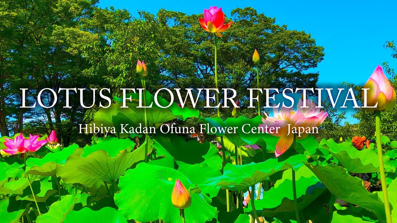 LOTUS FLOWER FESTIVAL at Hibiya Kadan Ofuna Flower Center Japan with music of relax｜4K