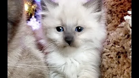 Watch the video about Gorgeous Siamese and Balinese Christmas Kittens