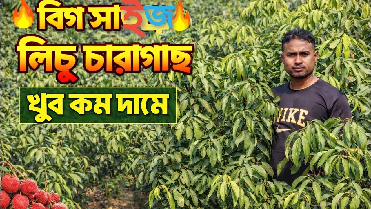 বিগ সাইজ বিভিন্ন জাতের কলমের লিচু চারাগাছ কিনুন খুব সীমিত মূল্যে সারাদেশে কুরিয়ারের মাধ্যমে ডেলিভারি