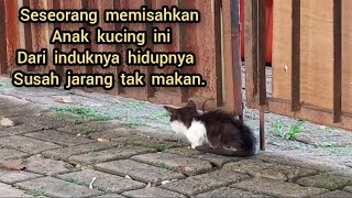 Anak kucing kecil ini punya induk namun ada yg memisahkannya skarang hidup sendiri susah dpt makan.