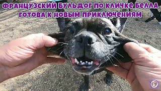 Французский бульдог по кличке Белла готова к новым приключениям Французский бульдог по кличке Белла готова к новым приключениям