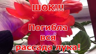 Пропала вся рассада лука. Возможные причины падения и гибели рассады лука. Хроника выращивания лука.