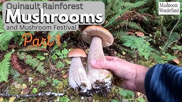 Quinault Rainforest Mushrooms and Festival part 1