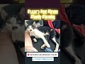 #caesper #puedpien #bruno #cat #katze #เเมว #family #familie #liebe #love #farming #farm #Seele