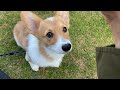モナちゃんとパパの日常