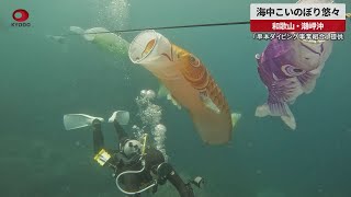 【速報】海中こいのぼり悠々 和歌山・潮岬沖