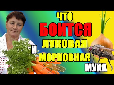 Что БОИТСЯ луковая и морковная муха. Самый простой способ избавиться от мух.