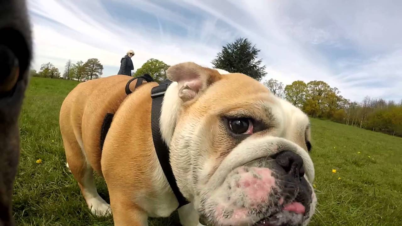 Pug, French, English Bulldog group meet - YouTube