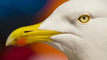 A Seagull