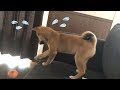 柴犬（豆柴）みかん｜困ったふりして飼い主をからかう子犬。