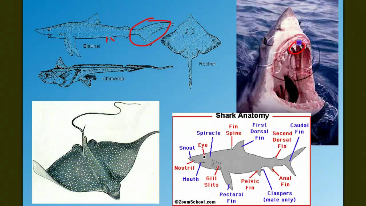 Vertebrate Diversity: The Fish