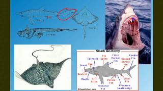 Vertebrate Diversity: The Fish