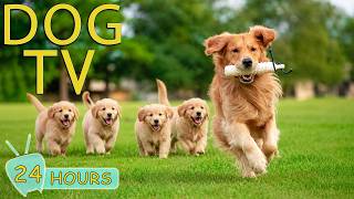 DOG TV: Videos Keep Your Dog Calm & Relax When Home Alone All Day - Entertain Music for Dogs screenshot 5