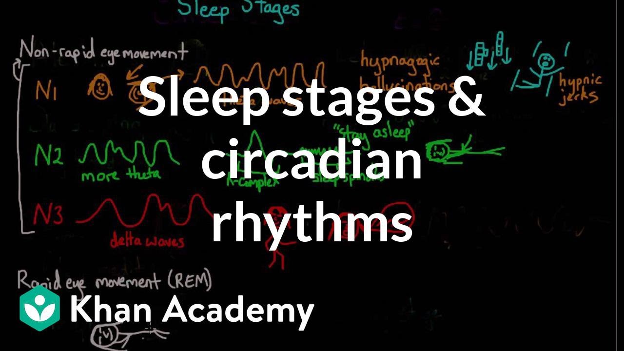 Sleep Cycle Stages Chart